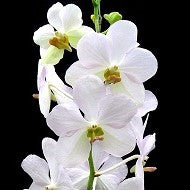 Velthuis X Adisak - myBageecha