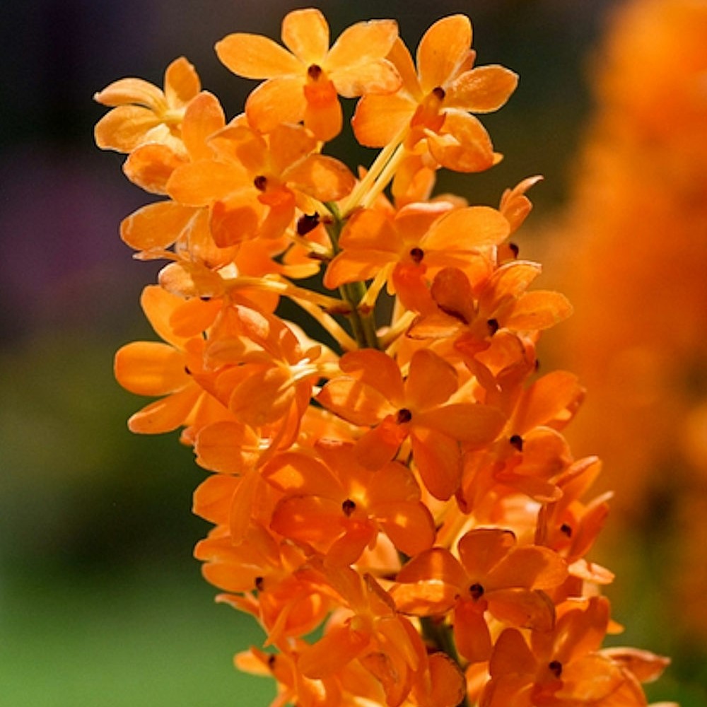 Ladda Gold - myBageecha