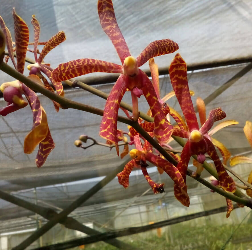 Vandagnosis - myBageecha