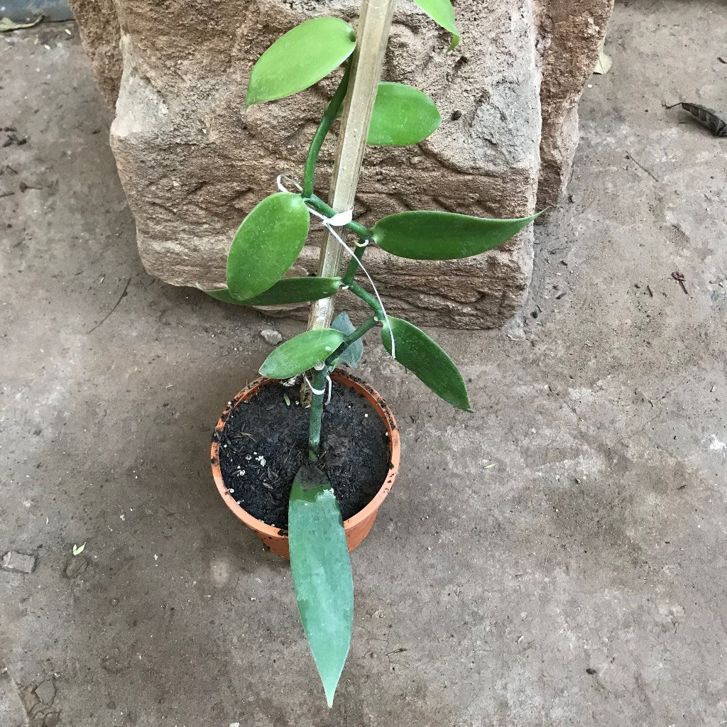 Vanilla Orchid Plant - myBageecha