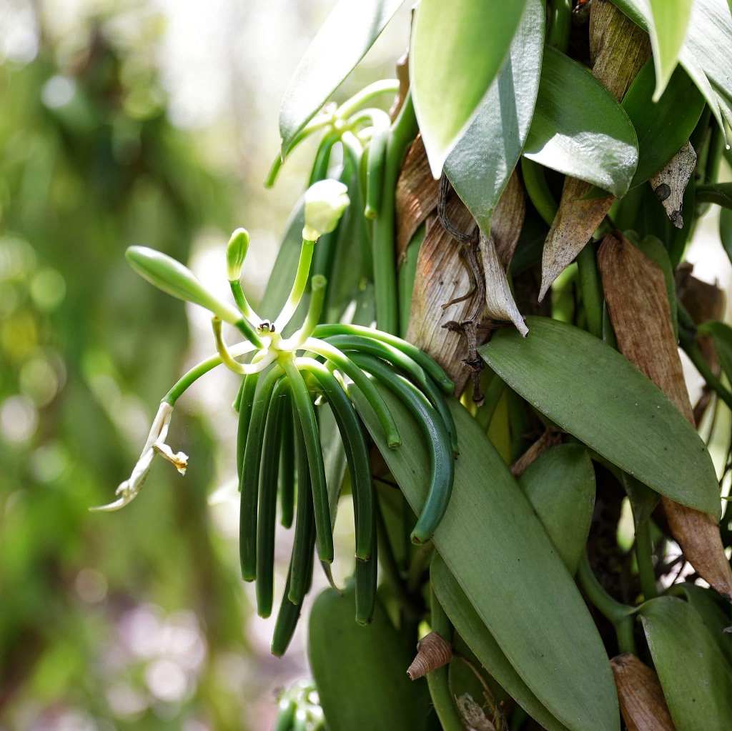 Vanilla Orchid Plant MyBageecha vanilla-orchid-plant-mybageecha