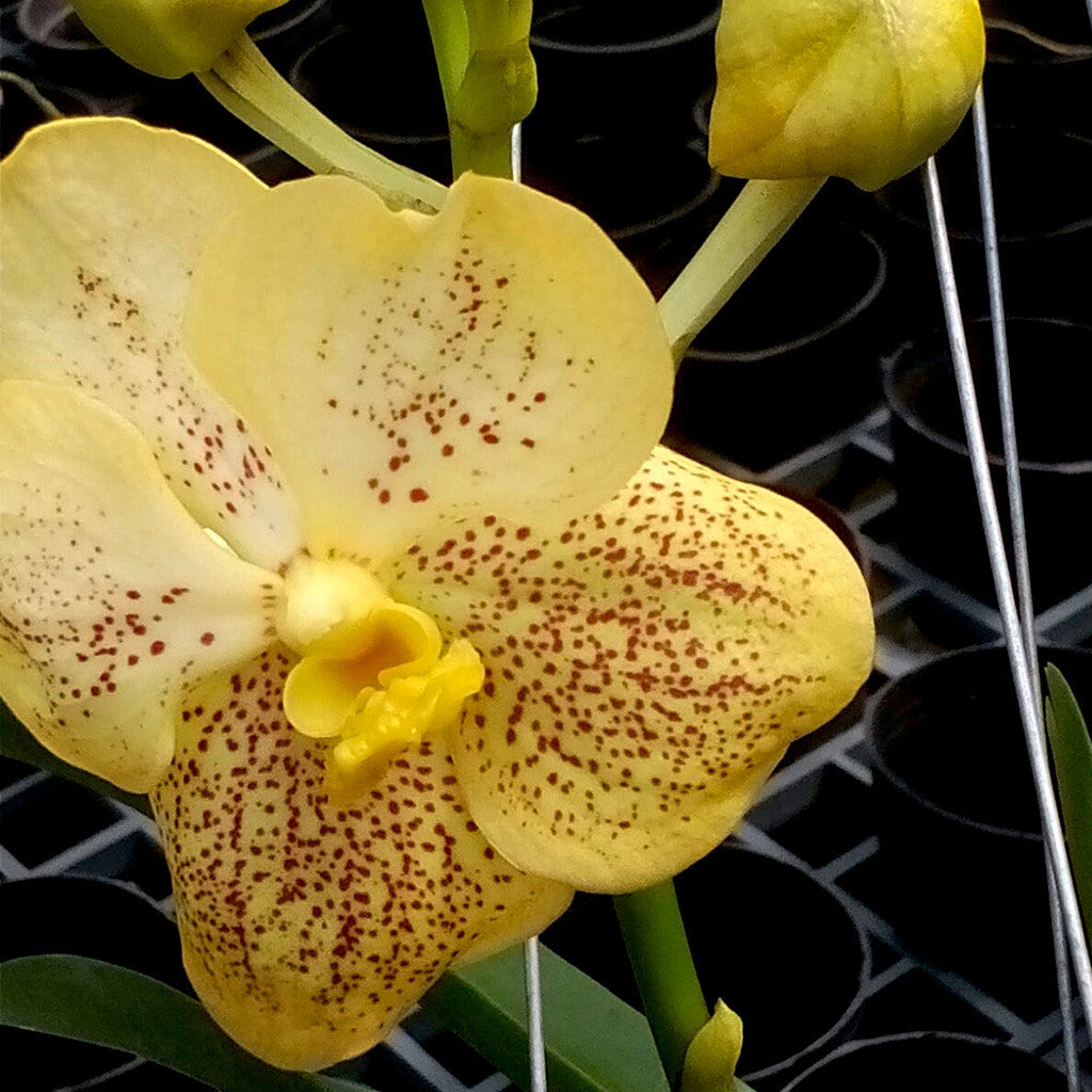 Varut Leopard Plants myBageecha - myBageecha