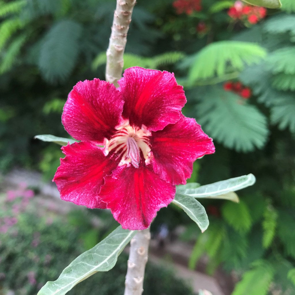 Velvet Beauty Adenium Plant - myBageecha