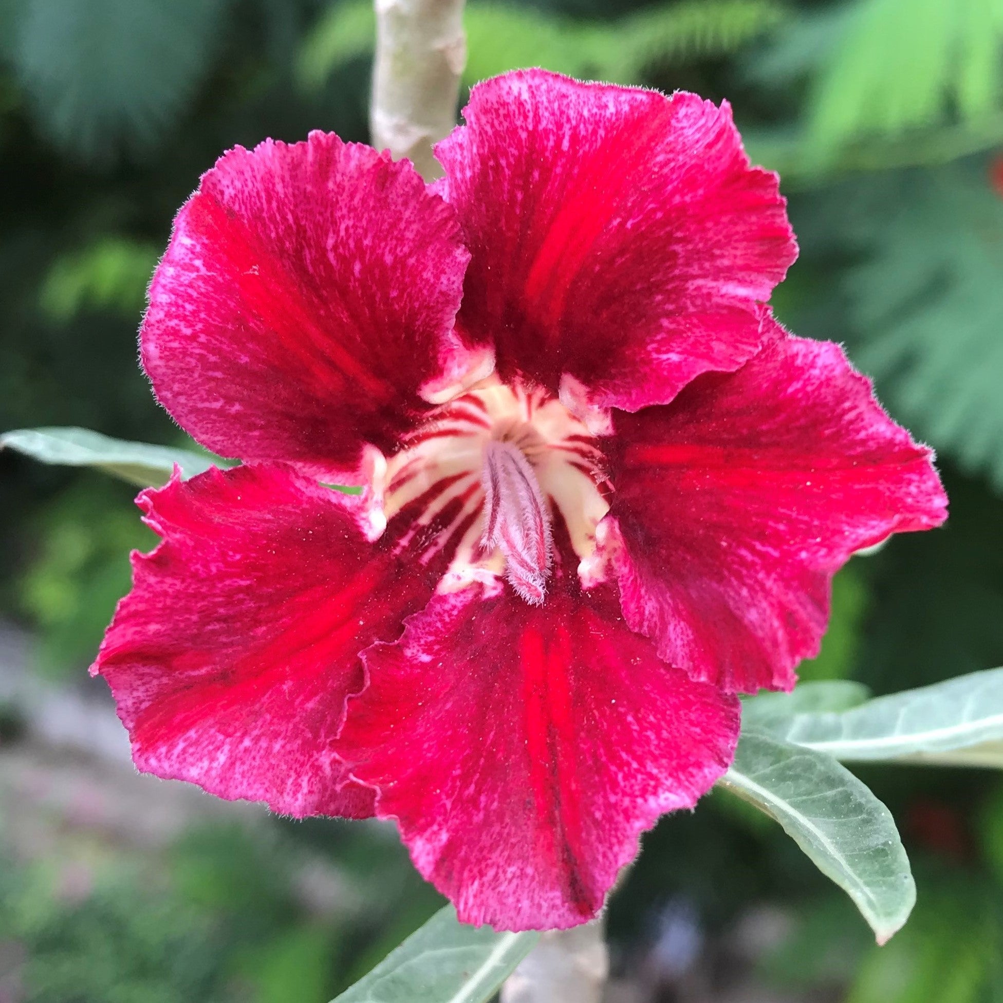 Velvet Beauty Adenium Plant - myBageecha
