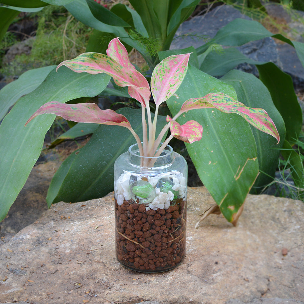 Verde Pomade Water Terrarium Kit - myBageecha