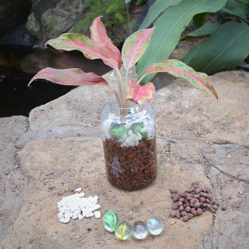aglaonema terrarium Verde Pomade Water Terrarium Kit