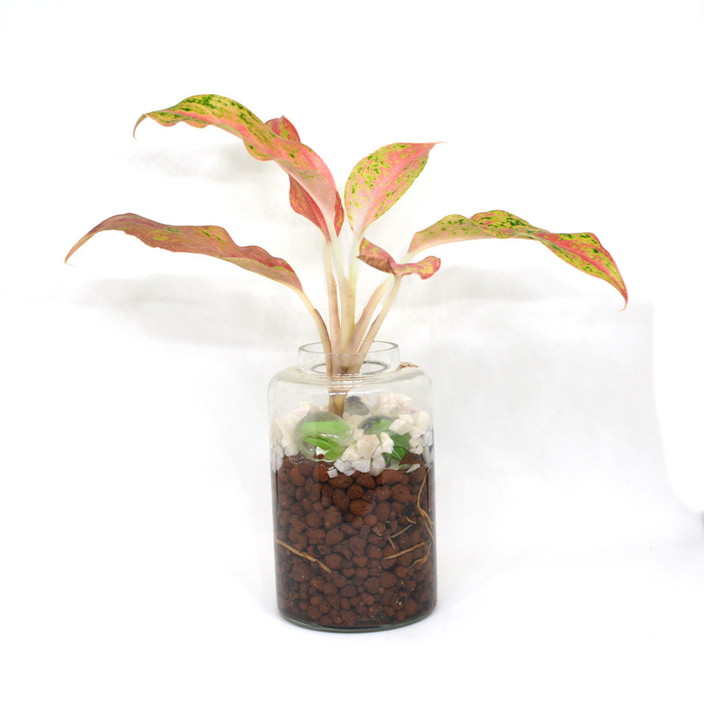 Verde Pomade Water Terrarium Kit - myBageecha