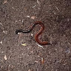 Vermicompost - Made from Cow Dung Garden Essentials myBageecha - myBageecha