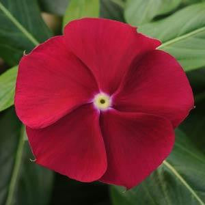 Vinca Pacifica XP Dark Red Flower Seeds – red blooms – myBageecha