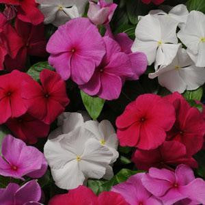 Vinca Pacifica XP Mix Flower Seeds – mixed blooms – myBageecha