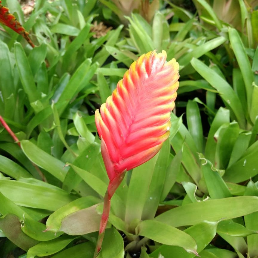 Front view showing rosette and bloom.