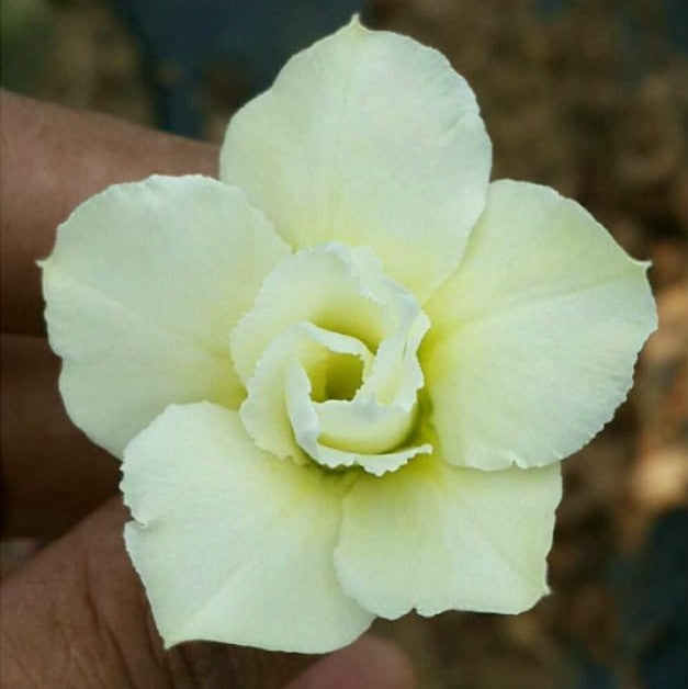 Budgie Beauty Adenium Plant - myBageecha