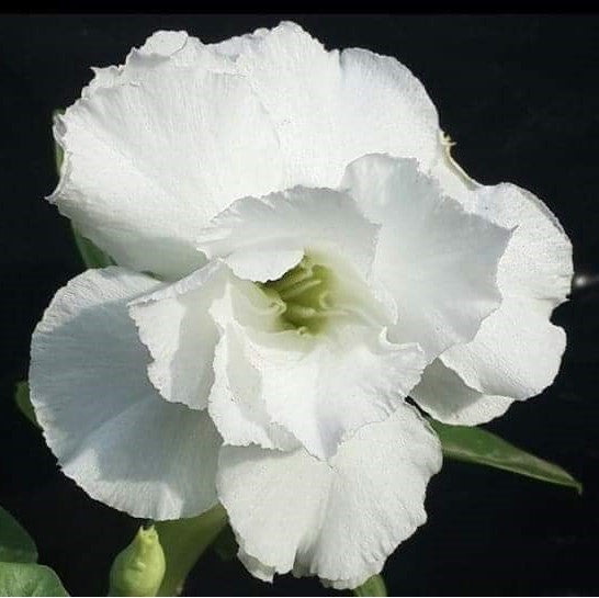 Snowy Flurry Adenium Plant - myBageecha