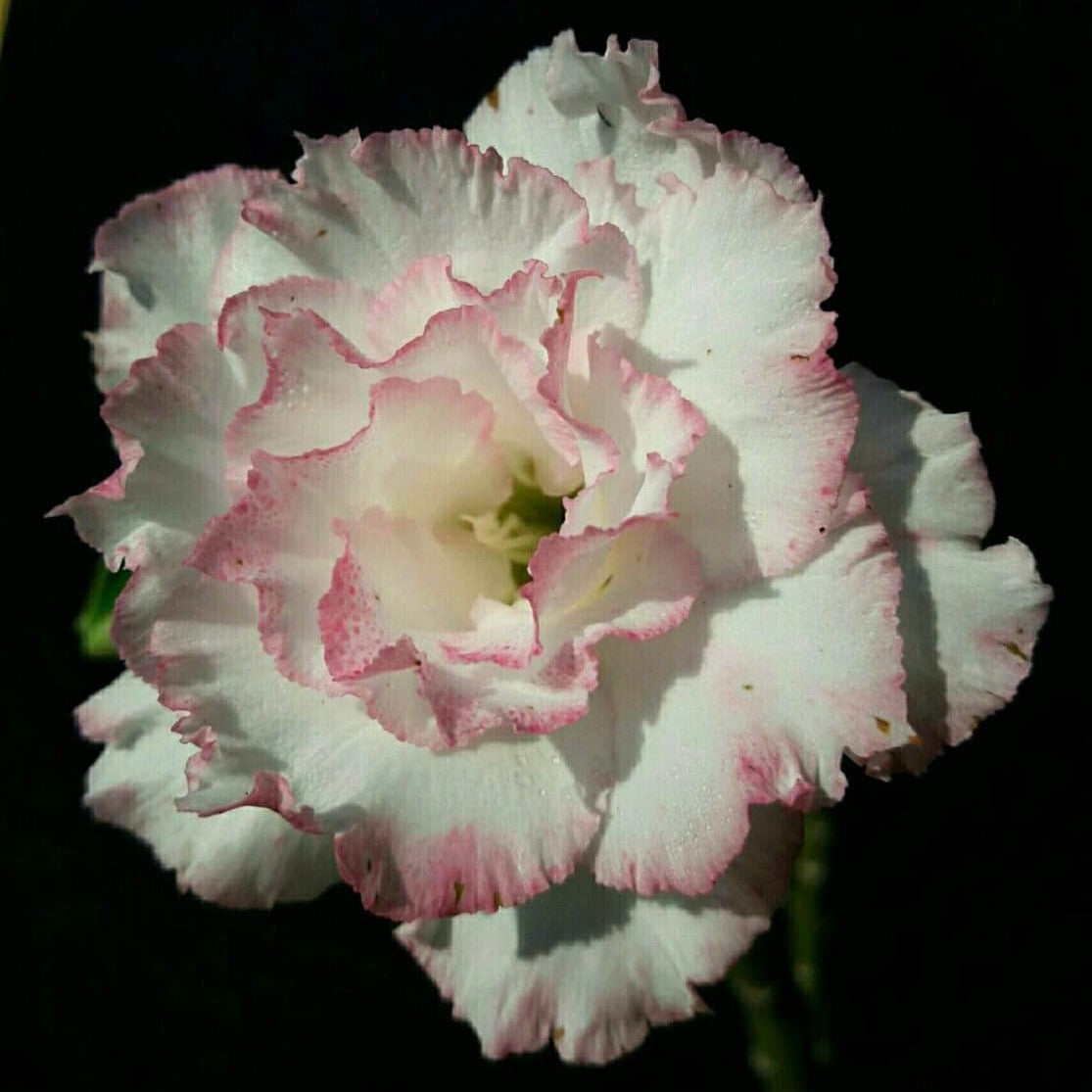 Belleza Adenium Plant - myBageecha