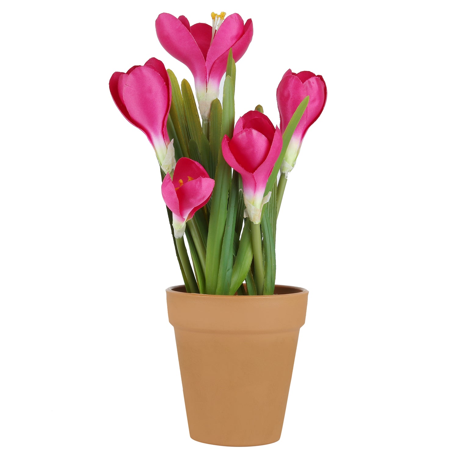 Saffron With Plastic Pot - myBageecha