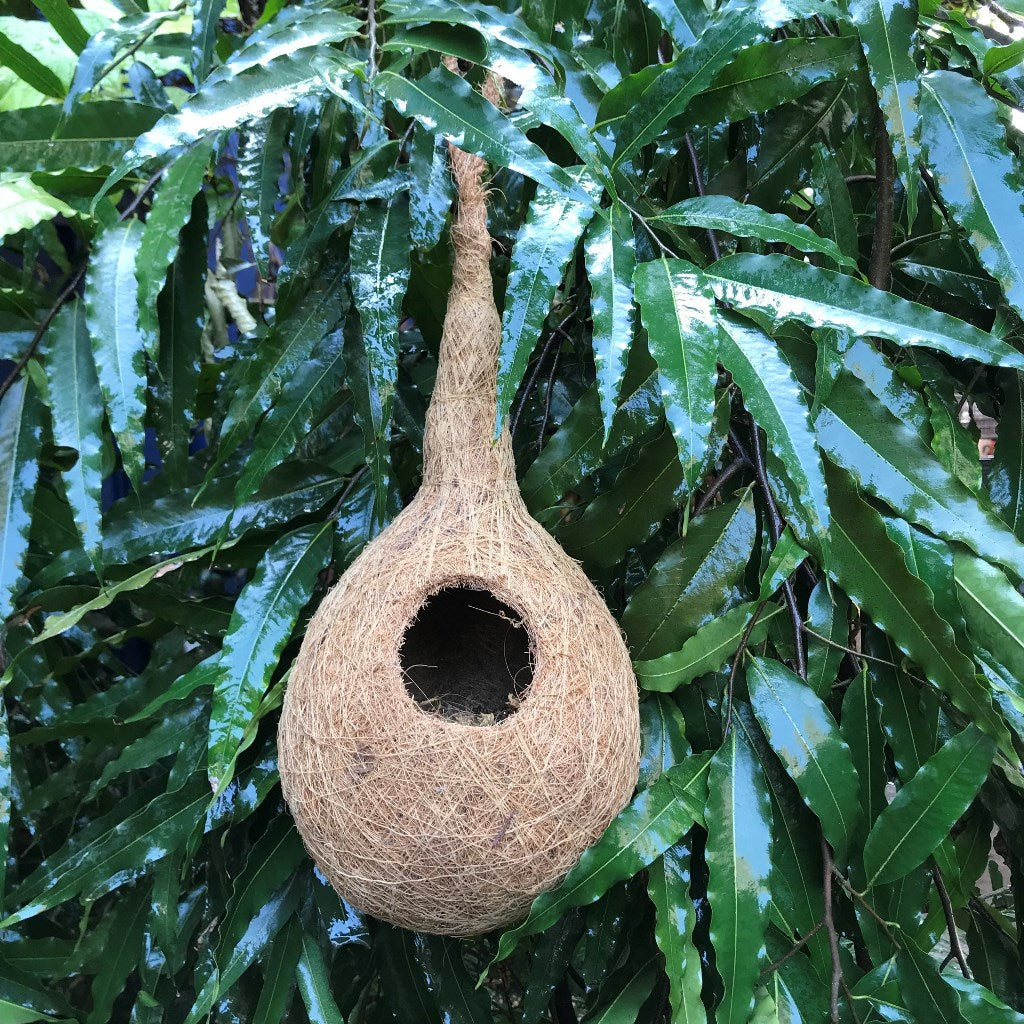 Weaver Finch Chidiya Ka Ghosla Planter - myBageecha