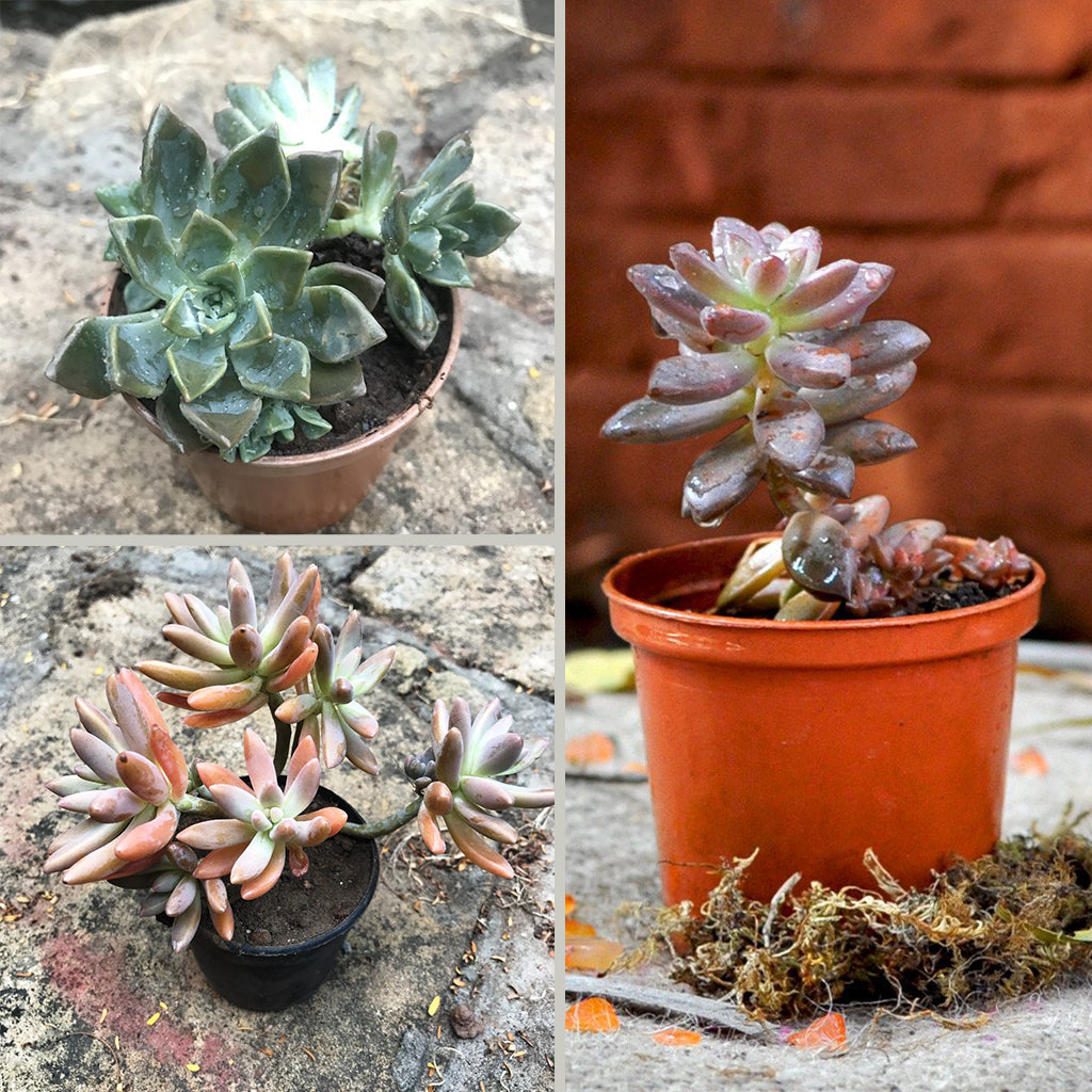 Pack Of Assorted Sedeveria Succulent Plants - myBageecha