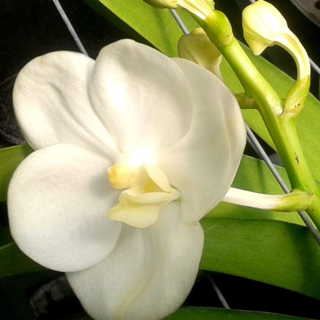 White Diamond Plants myBageecha - myBageecha