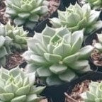 Echeveria Purpusorum White Succulent Plant - myBageecha
