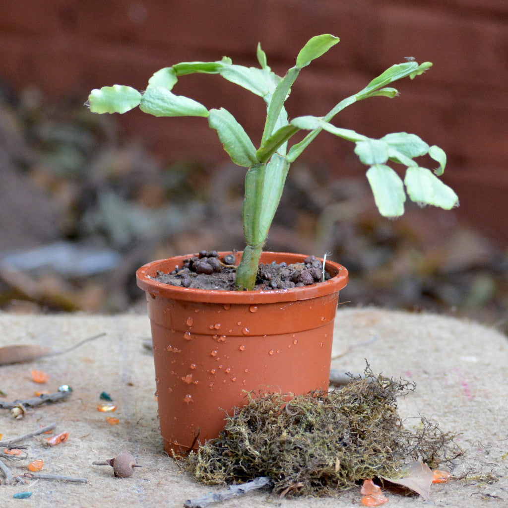 White Christmas Cactus - Zygocactus Plants MYBG-FLOWeecha - MYBG-FLOWeecha
