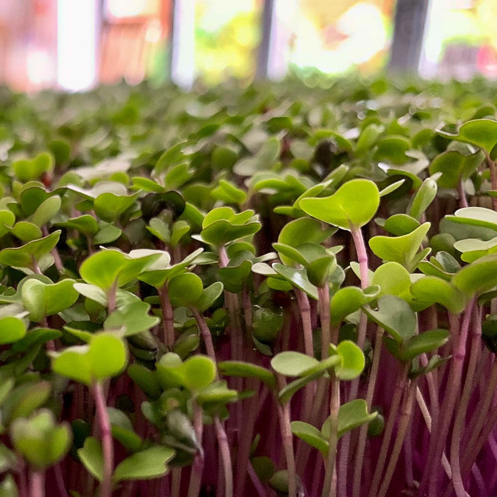 Rocket microgreens foliage, All Season harvest - myBageecha