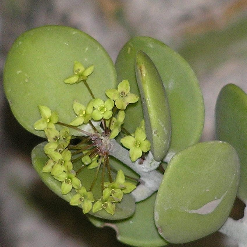 Silver Dollar Plant Succulent Plant - myBageecha