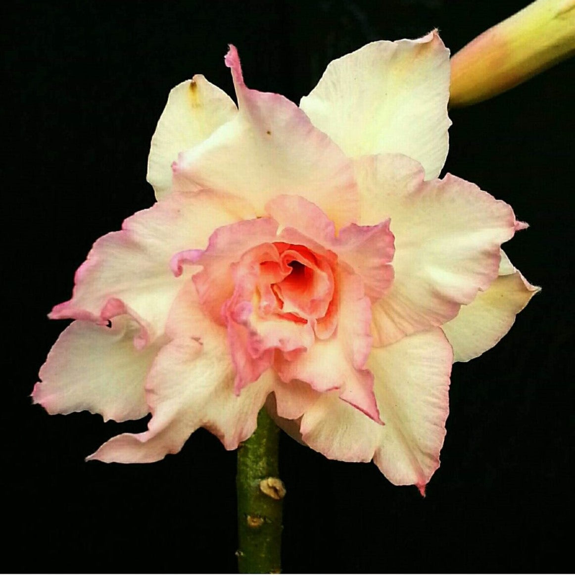 Majestic Volcano Adenium Plant - myBageecha