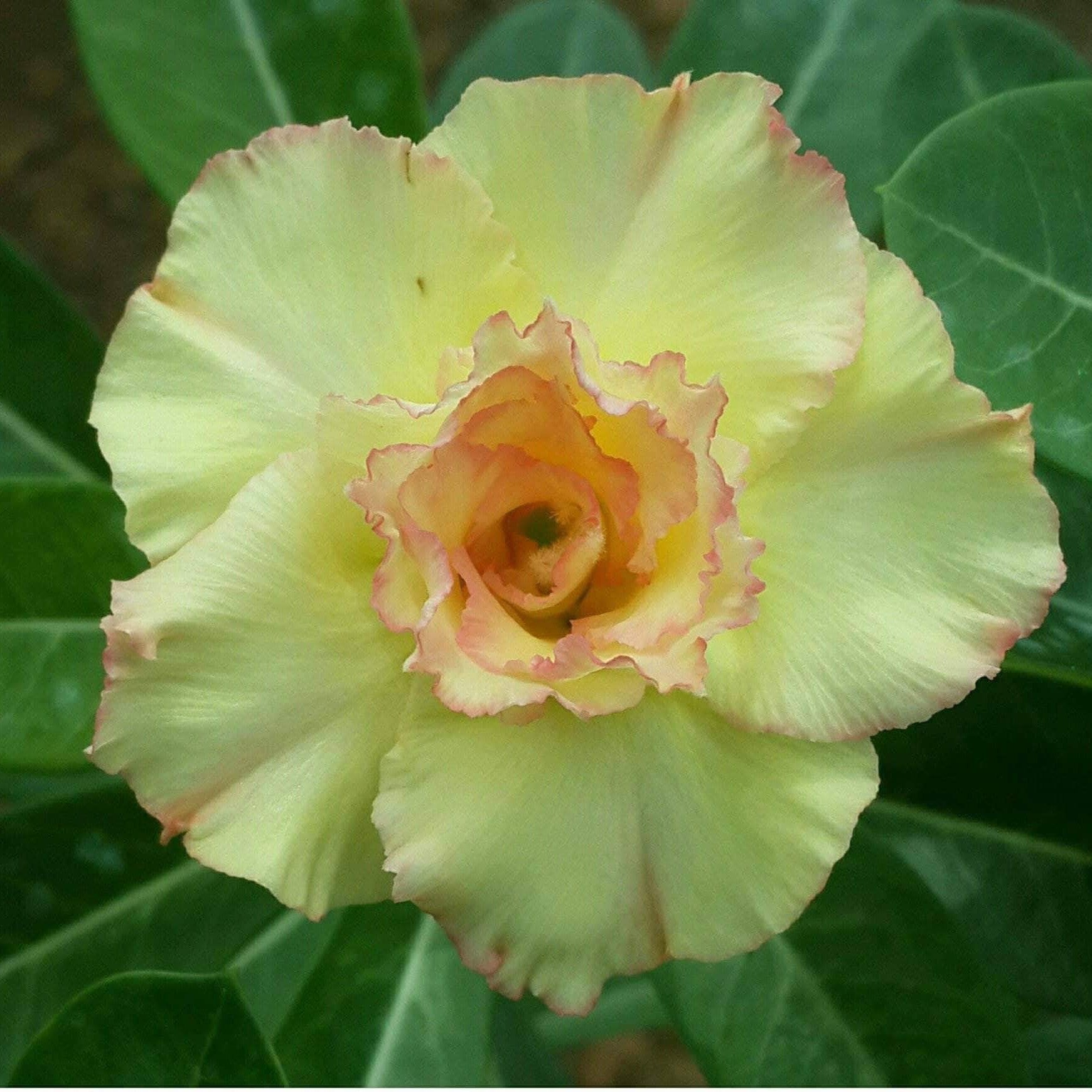 Kanjana Yellow Adenium Plant - myBageecha