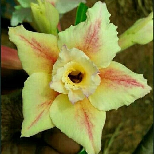 Burnt Cinnamon Adenium Plant - myBageecha