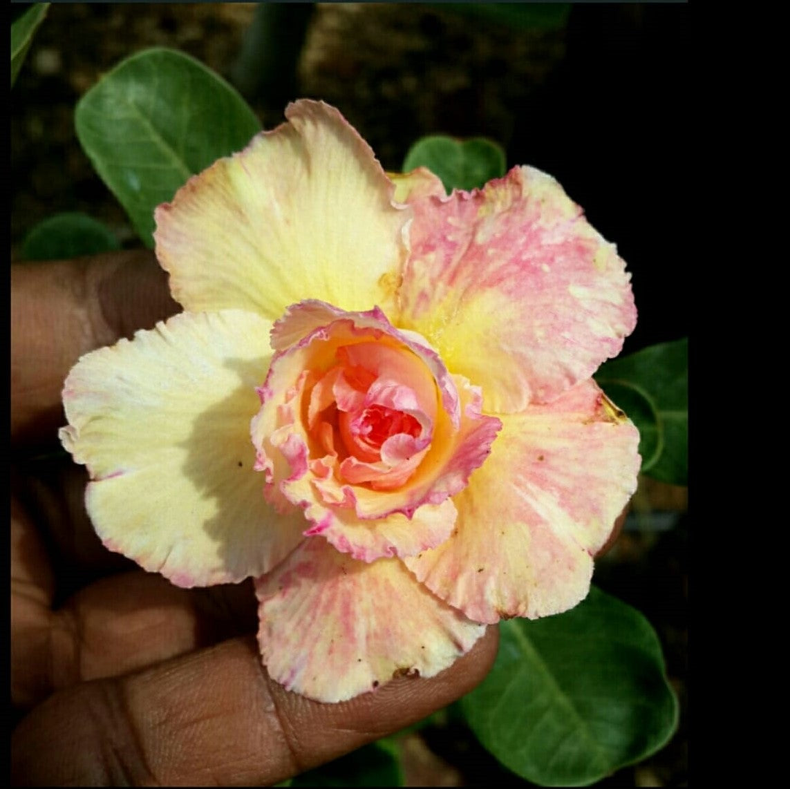 Love Blossom Adenium Plant - myBageecha