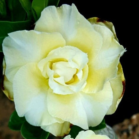 Yellow Blondy Adenium Plant - myBageecha