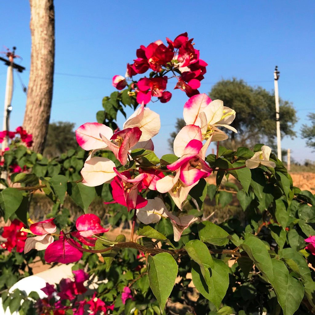 Close-up of Bougainvillea Yanis Delight pale pink bracts showing delicate petal texture