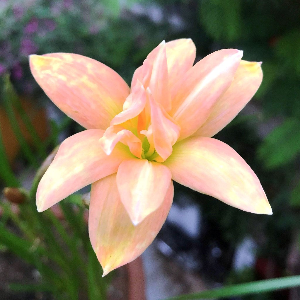 Rain Lily 'Yenti Chandra' Double (Bulbs) - myBageecha