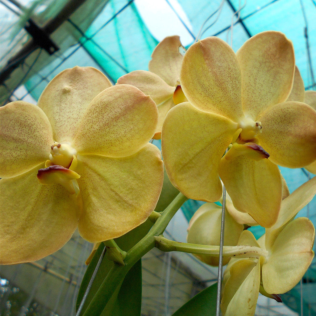 Yellow Butterfly (Yellow) Plants myBageecha - myBageecha