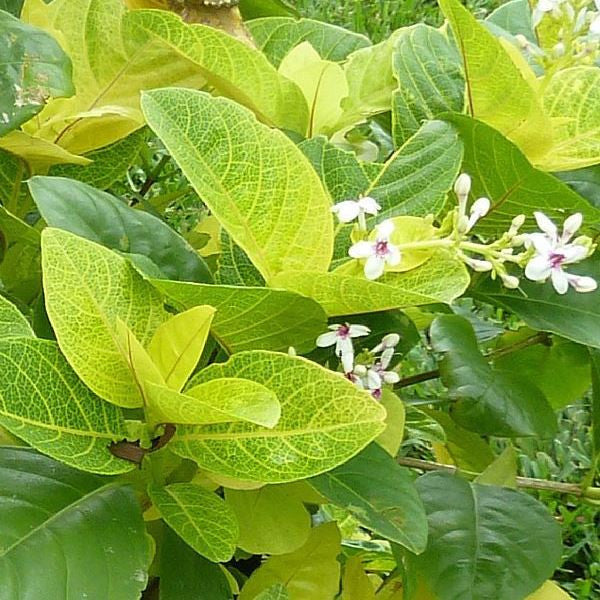 Eranthemum Yellow Vien Plant leaf vein highlight – myBageecha