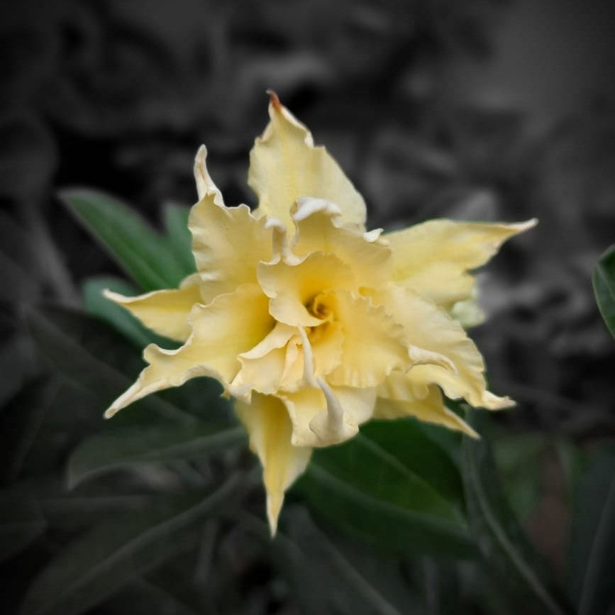 Yellow Warbler Adenium Plant - myBageecha