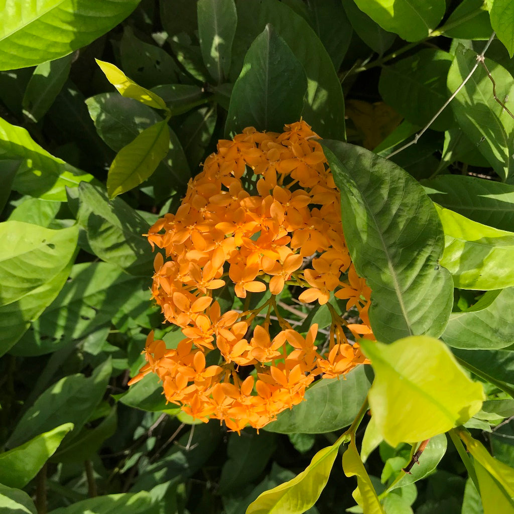 Ixora Coccinea Maui Sunset Plant - myBageecha
