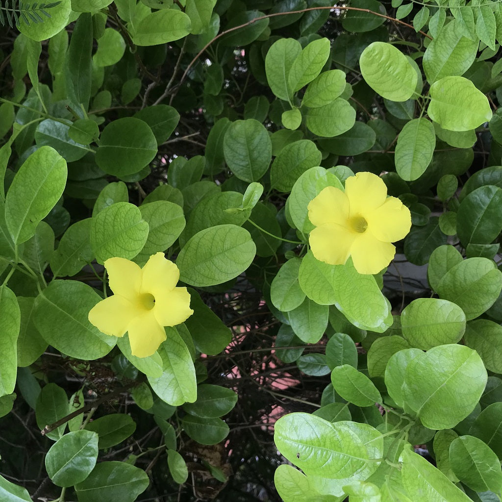 Yellow Mandevilla _Pentalinon luteum - myBageecha