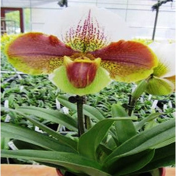 Yiying Fire Works X Enzan Kitty Plants myBageecha - myBageecha