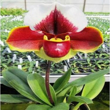 Yiying Sweet Crown X Enzan Rose Crown Plants myBageecha - myBageecha