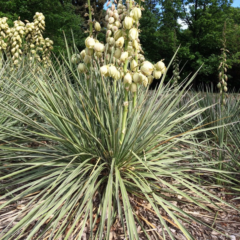 Yucca Glauca Cactus Plant - myBageecha