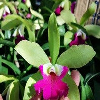 Cat. Lord Green Worth - myBageecha