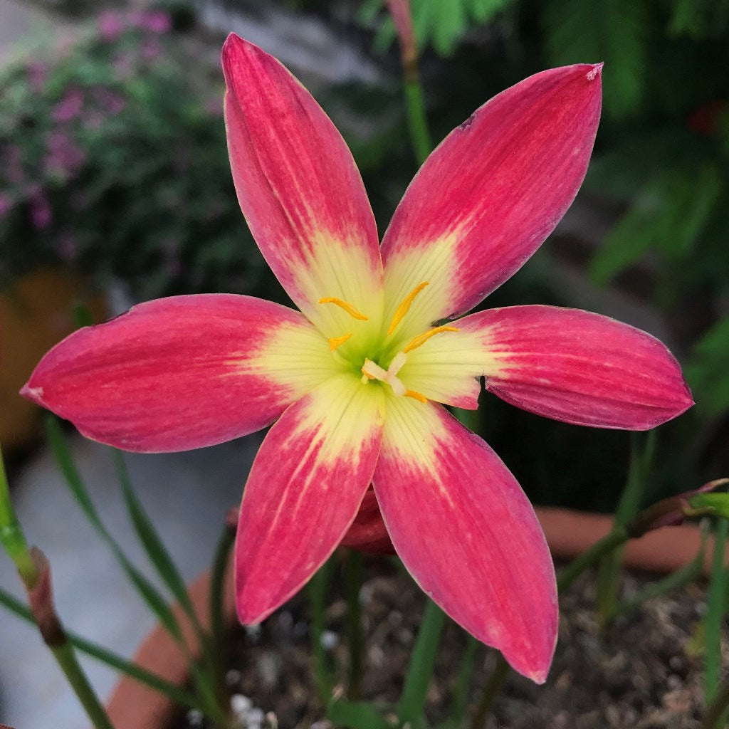 Rain Lily 'Young Love' (bulbs) - myBageecha