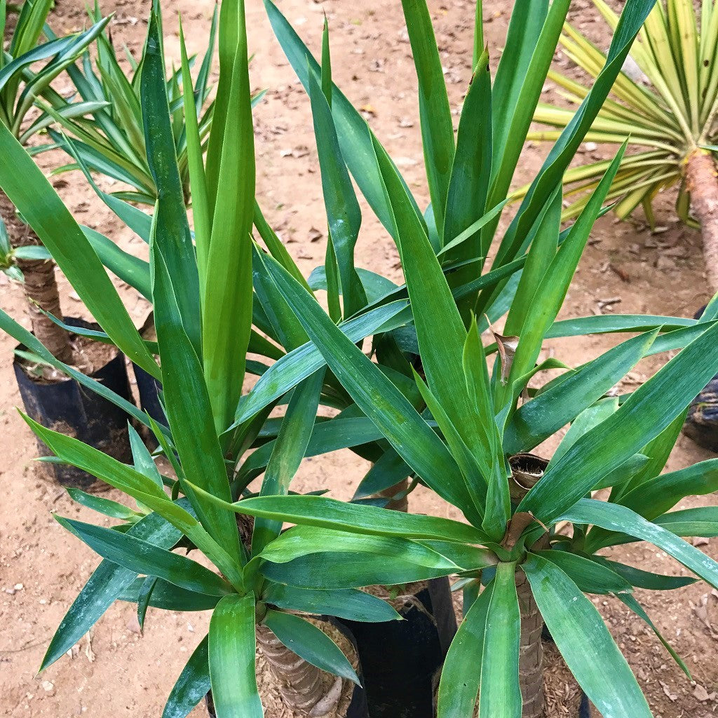 Yucca Gloriosa Decorative Cactus Plant Online