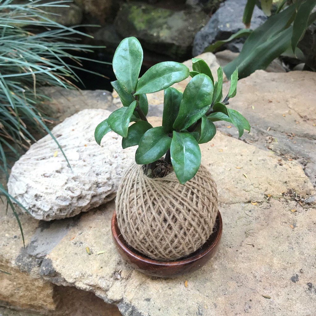 Kokedama Moss Ball Zamia Zenzii Plant - myBageecha