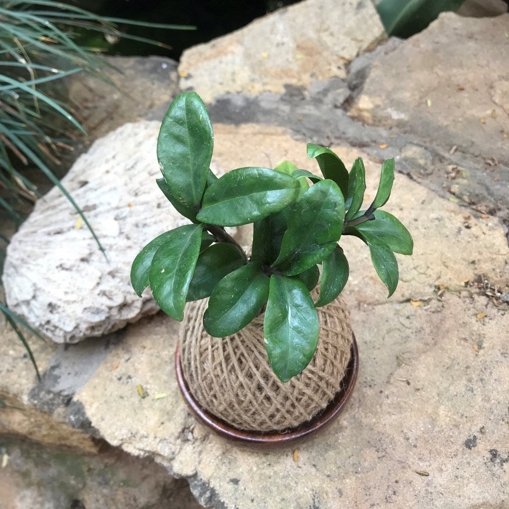 Kokedama Moss Ball Zamia Zenzii Plant - myBageecha