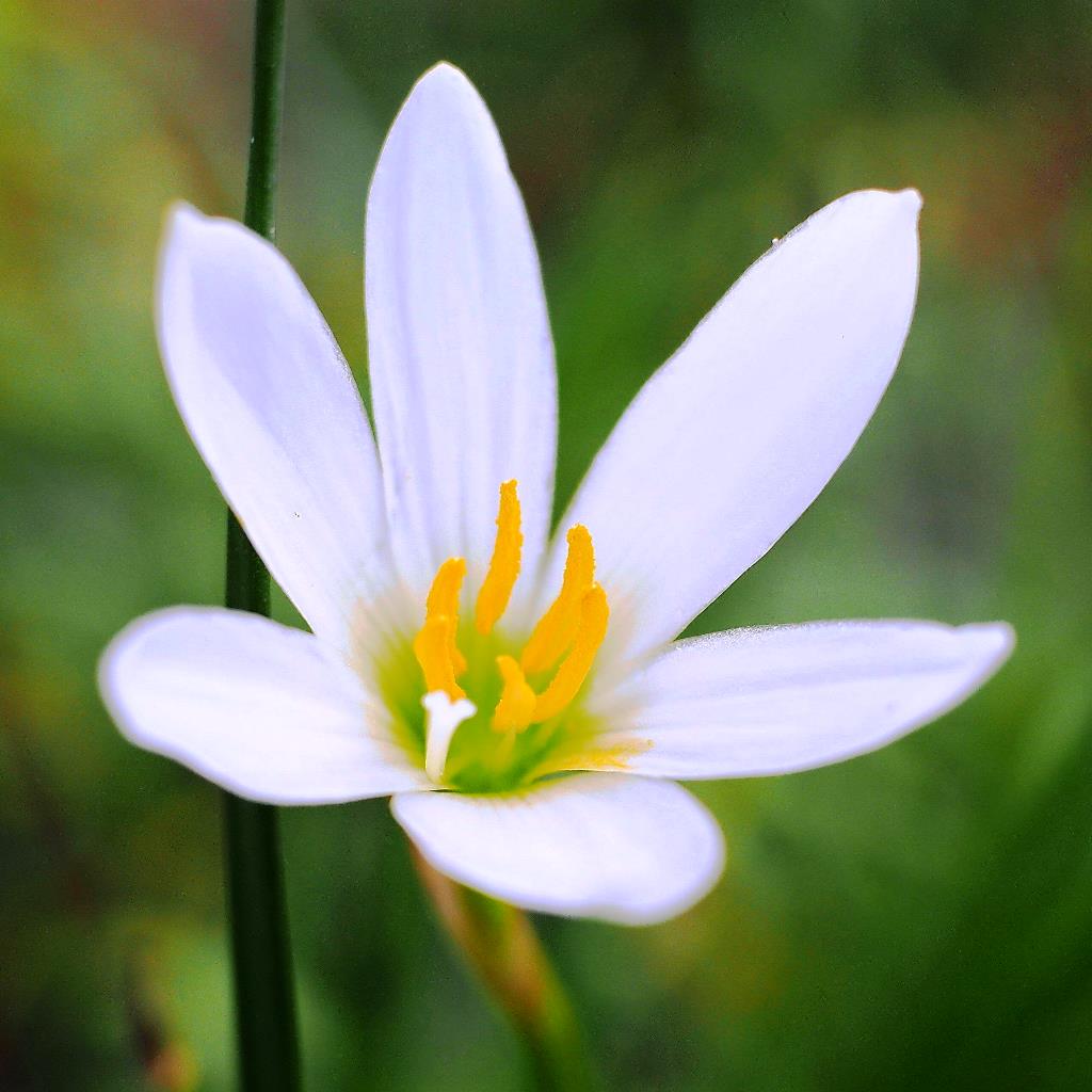 Rain Lily 'Candida'