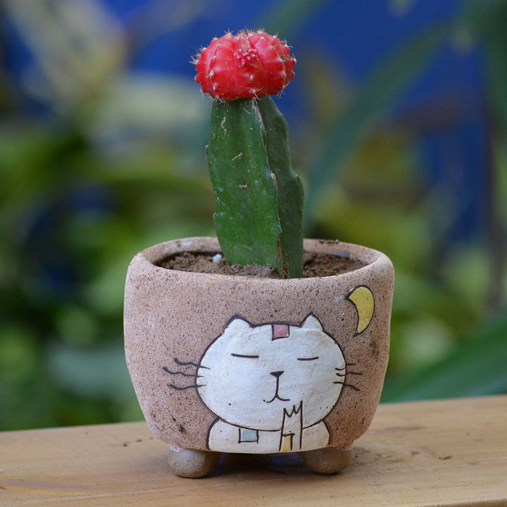 Dreamy Cat Ceramic Pot - myBageecha