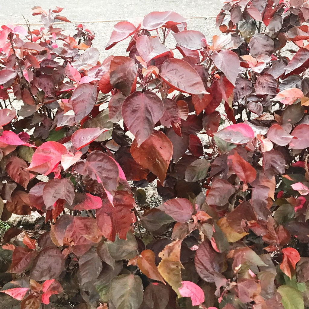 Acalypha Wilkesiana Louisiana Red Plant – Red Evergreen Foliage Plant for Garden Hedges – myBageecha