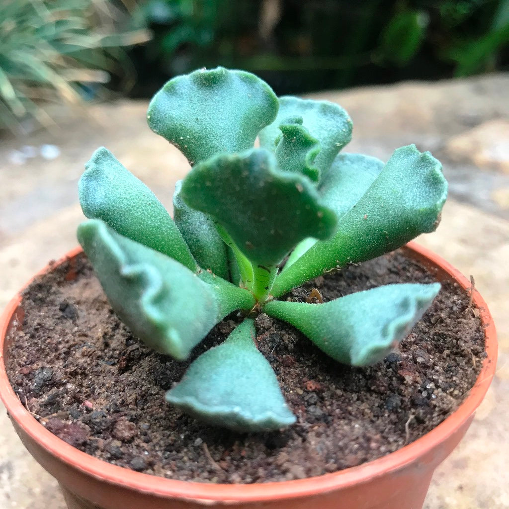 Adromischus Cristatus Succulent Plant - myBageecha